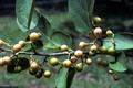 Assyrian plum